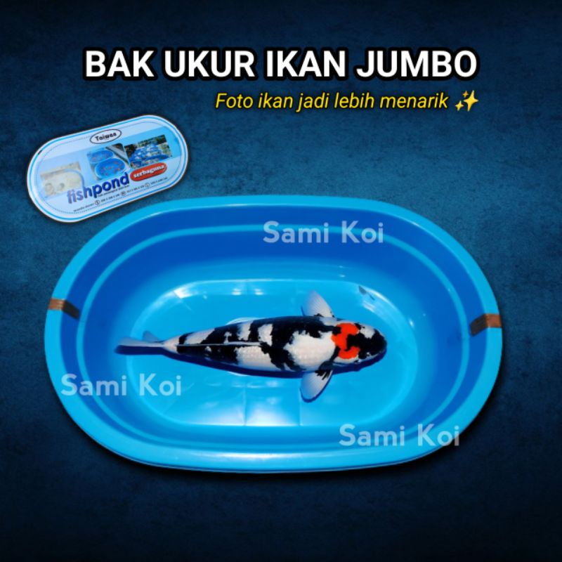 Bak Ukur Ikan / Bak Karantina / Bak FishPond Biru