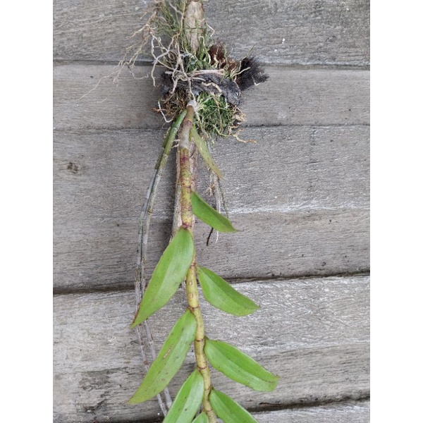 anggrek aphyllum