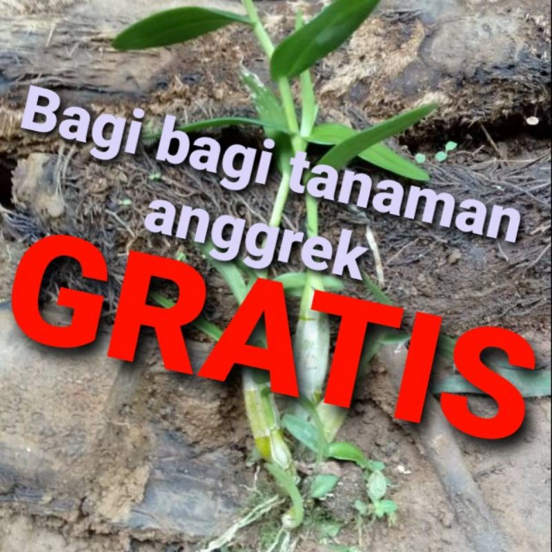 tanaman anggrek GRATIS di mediatanaman