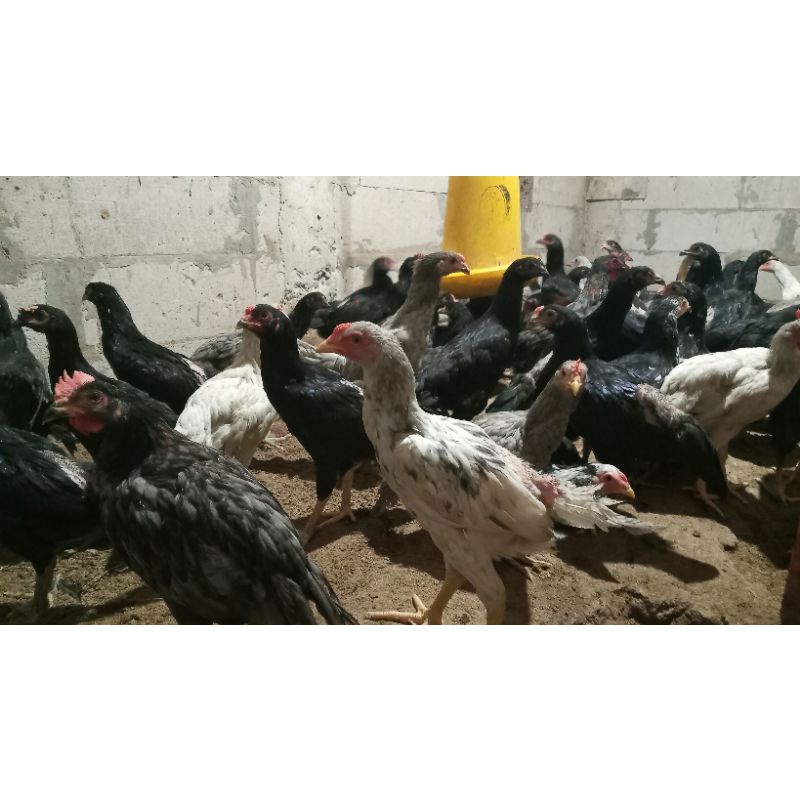 Jual Ayam Kampung Lepas Fresh Berat Hidup 1 400 Kg Shopee Indonesia