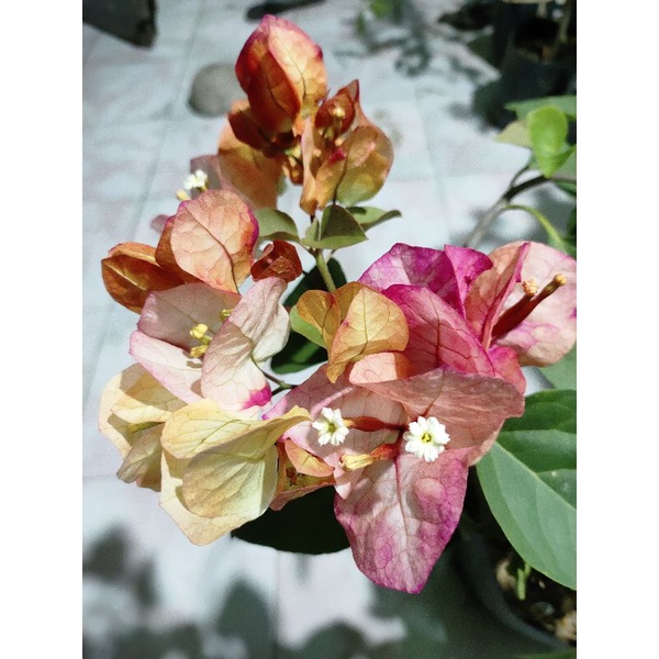 bougenville citra india