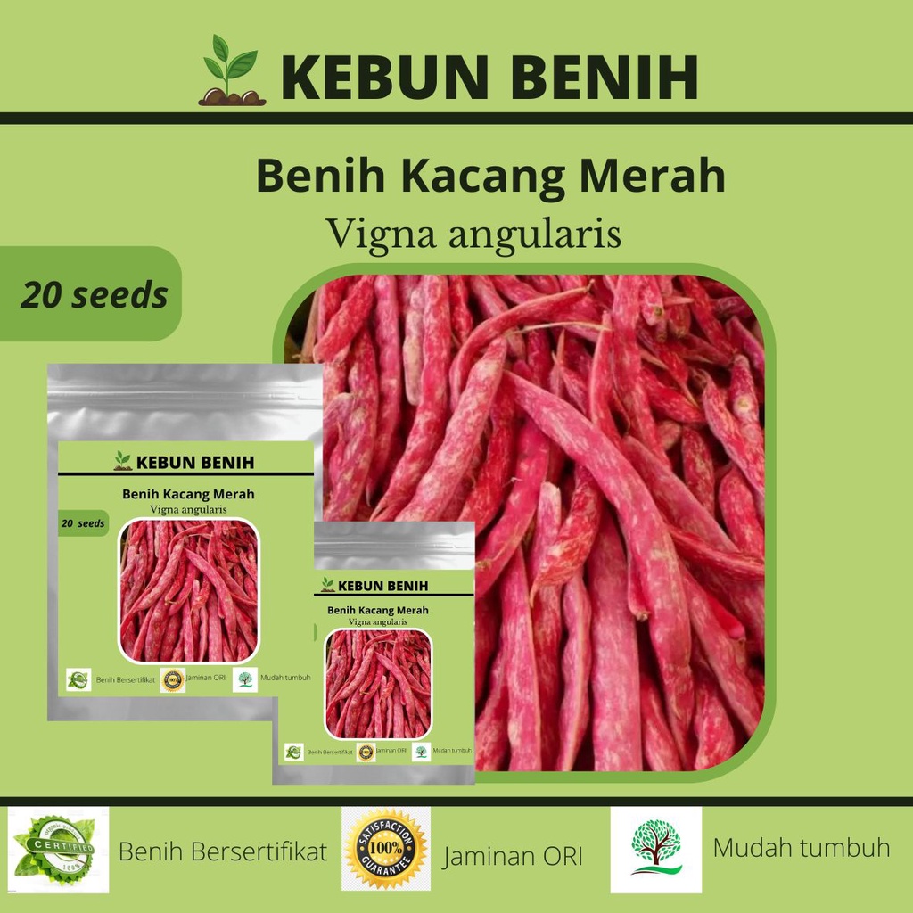 20 Benih Kacang Merah Lurik/ Benih Kacang Merah Srenek Kualitas Unggul