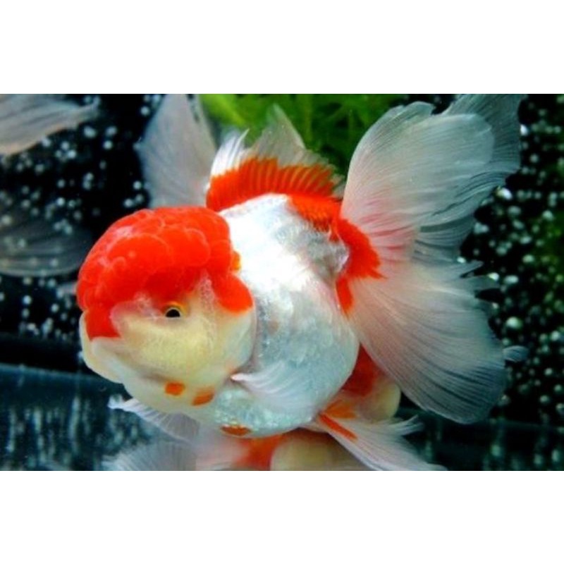 biang koki oranda jambul