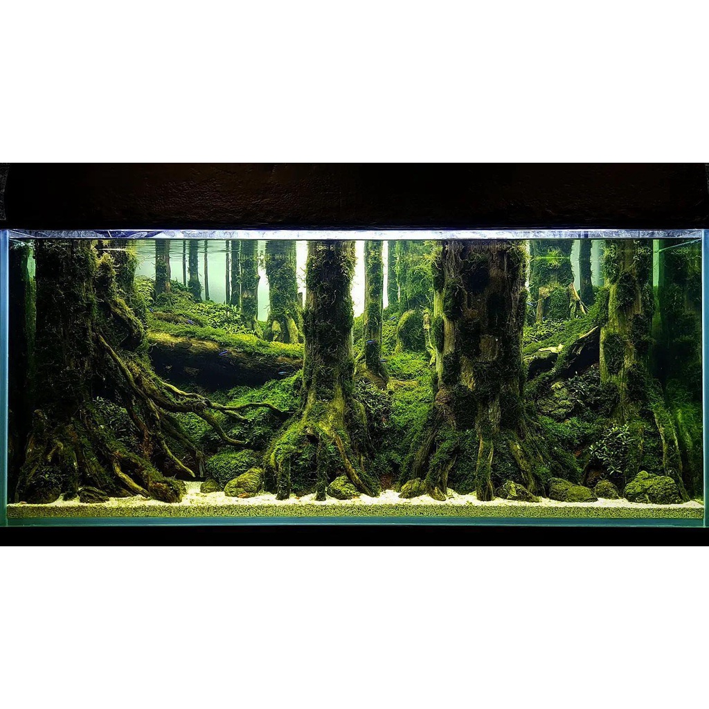 Nickz aquascape dekorasi fullset jungle 120 cm