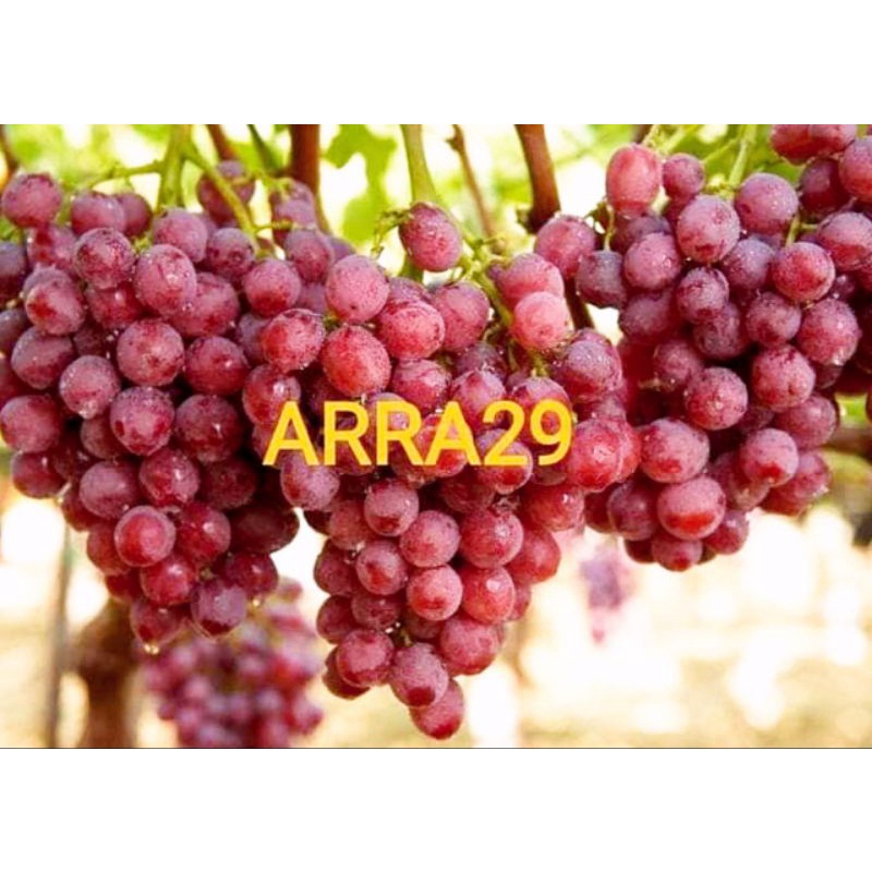 

ANGGUR IMPORT ARRA 29 DIJAMIN VALID BISA COD