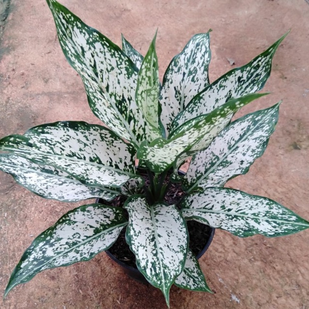 aglonema snow white indukan