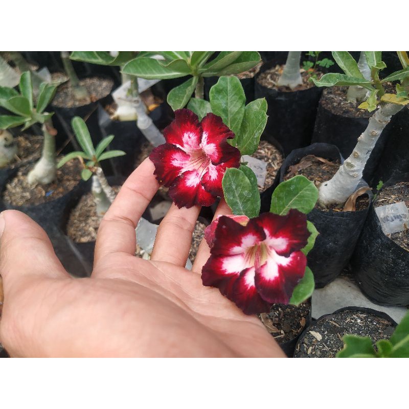 Tanaman Adenium tumpuk/Kamboja tumpuk ber ID