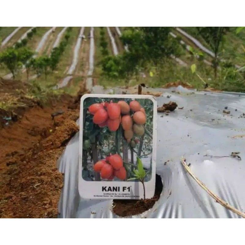(20 biji) Benih Tomat Kani F1 Repack