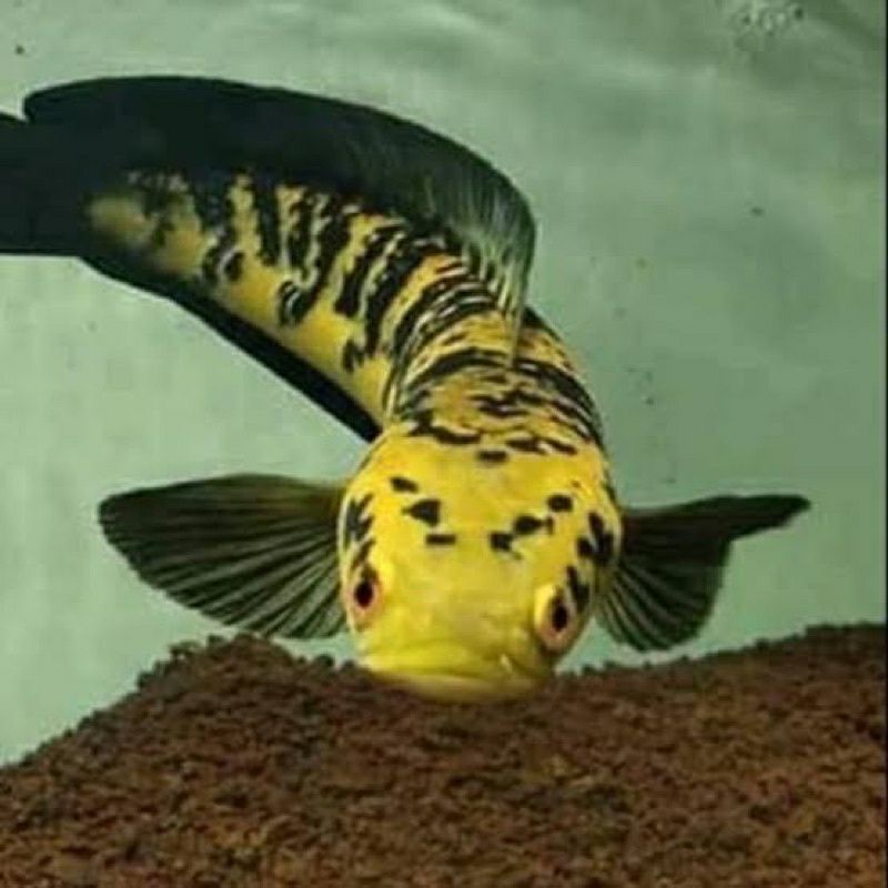 

ikan chana yellow maru lokality Riau size 8cm baby