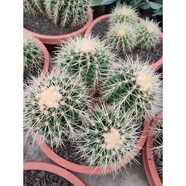 Echinocactus Grusonii/Golden Barrel Cluster | DP 25cm