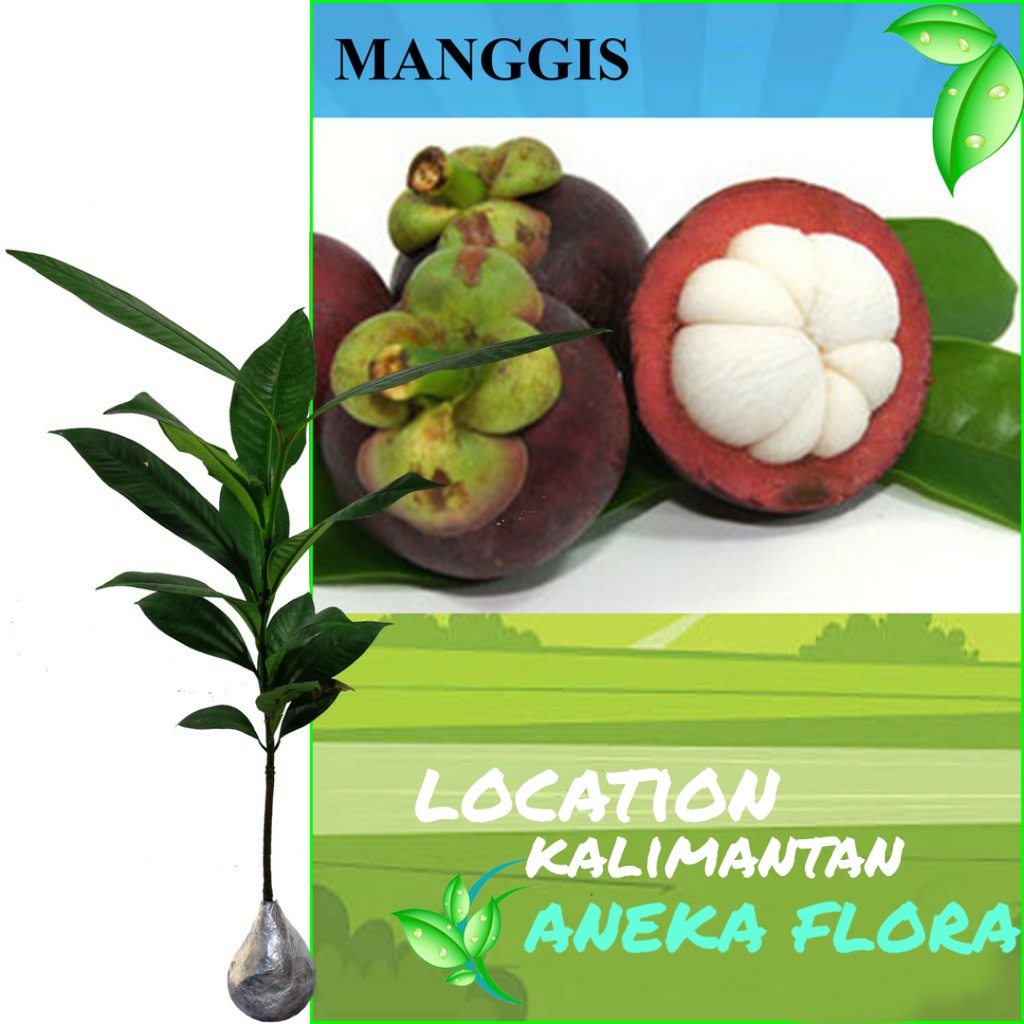 Bibit Pohon Manggis Tinggi 1 Meter Siap Tanam