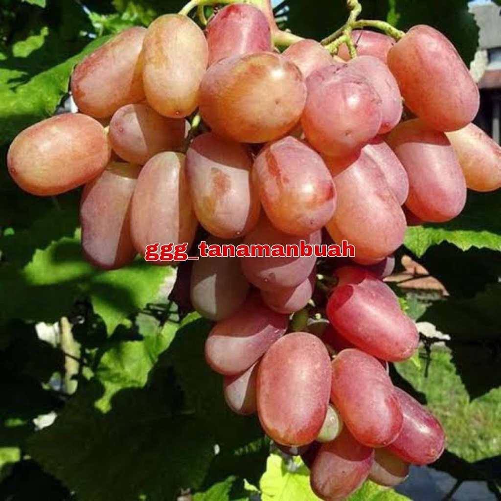 Bibit Anggur Jubile Import Super Grafting