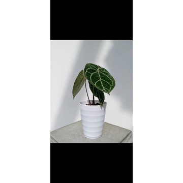 Tanaman hias Kuping gajah size Daun lebar 25cm up