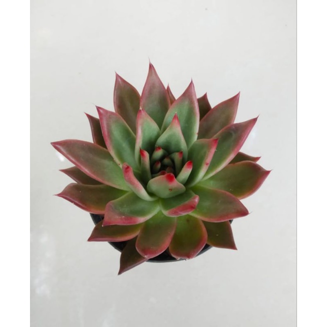 Tanaman Sukulen Echeveria Agavoides Lipstick Merah - Tanaman Hias Kaktus Sukulen