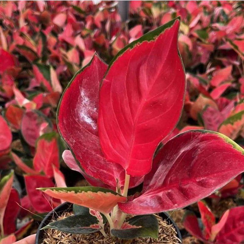 Tanaman Hias Aglonema Suksom Culture | Bunga Hias Aglonema Aglaonema Suksom Jaipong Merah - Tanaman 