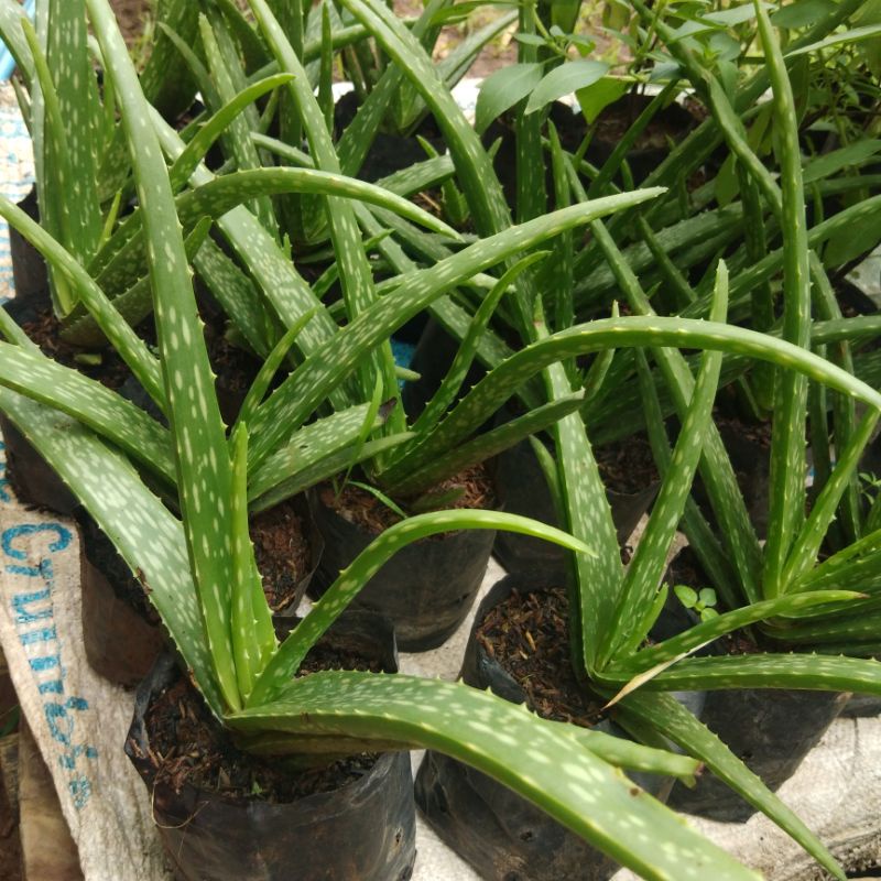 Bibit lidah buaya jumbo / bunga lidah buaya tanaman herbal aloevera