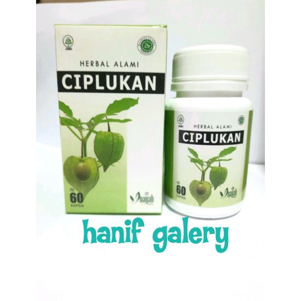ciplukan kapsul | tanaman ciplukan | daun ciplukan