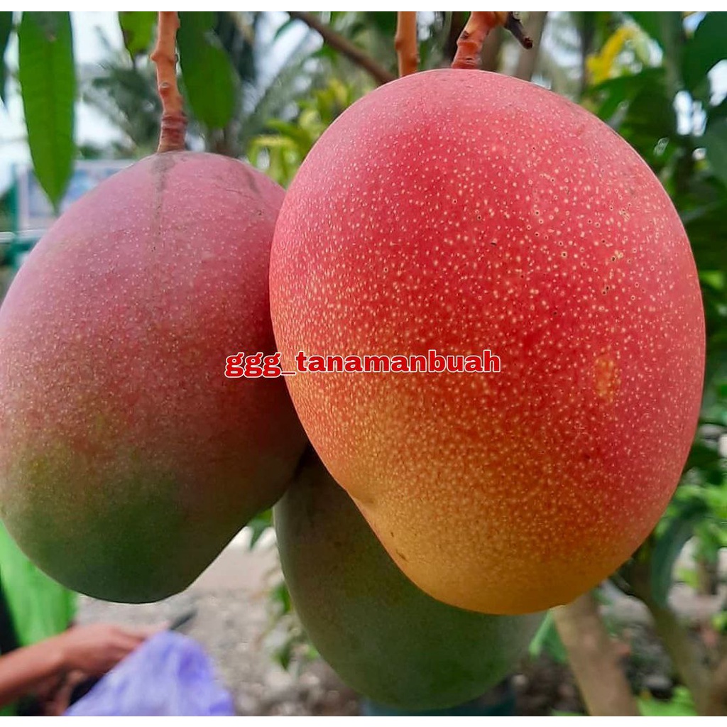 Bibit Mangga Yuwen Seri 6 Super Okulasi Cepat Berbuah