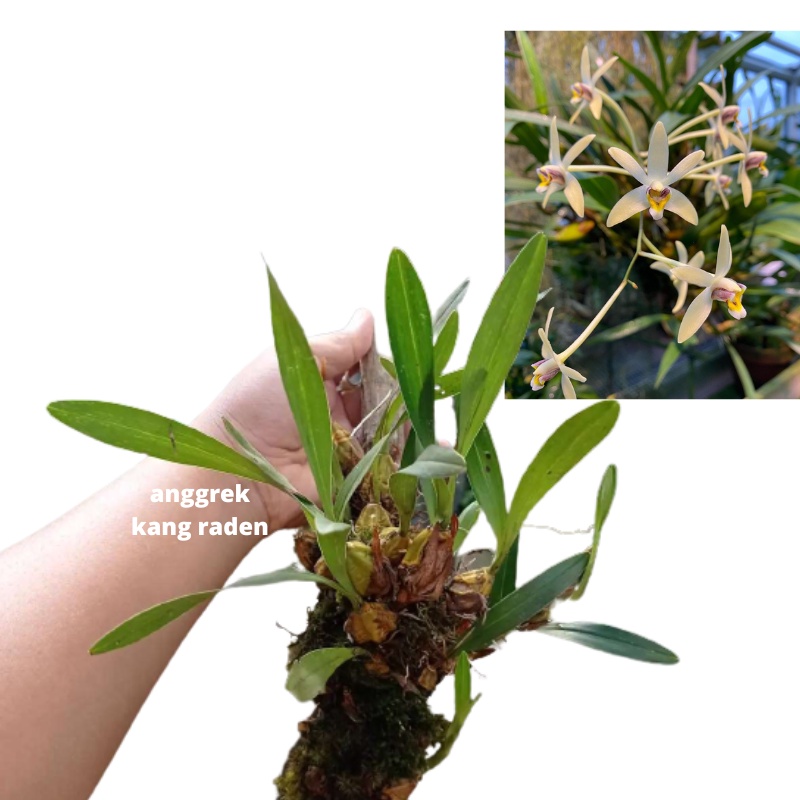 Anggrek  Dendrobium Epigenium triflorum dewasa