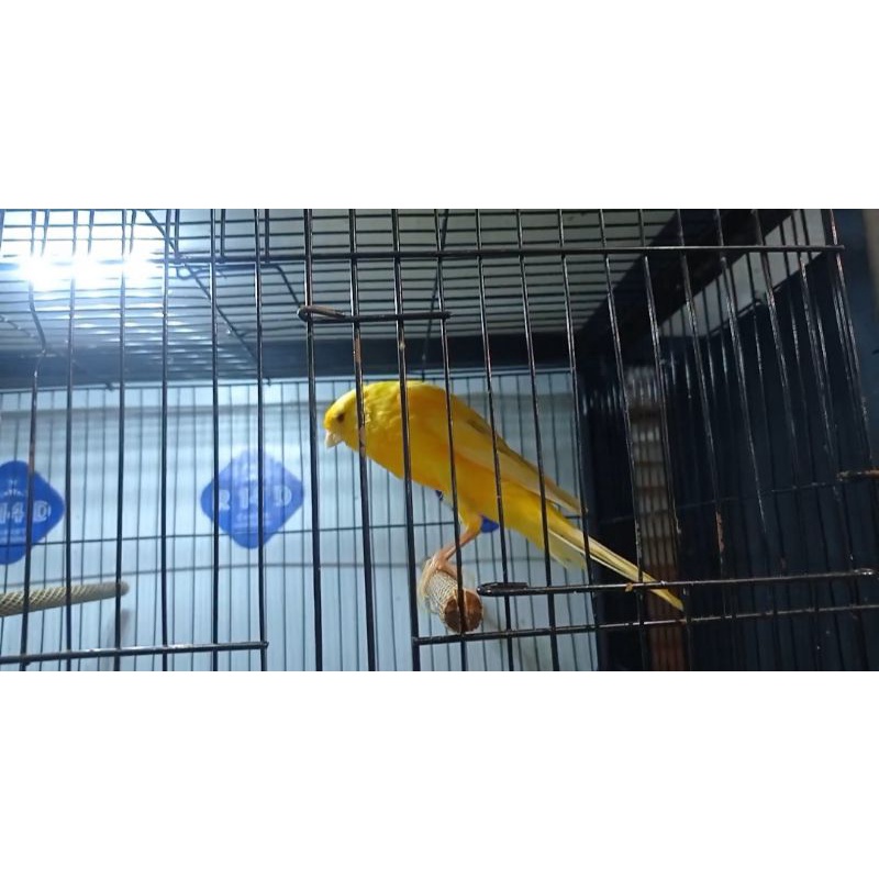 KENARI YORKSHIRE JANTAN (04)