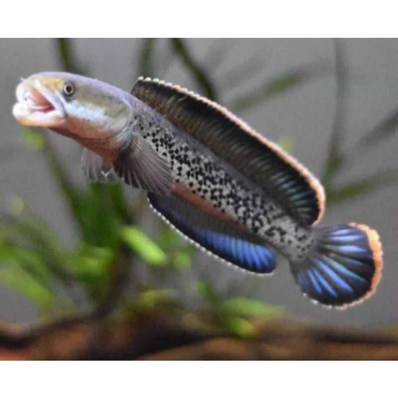ikan channa Stewarti Rim tebal dot jelas Grade AA++ progressan & kontes bahan bagus karbialong / aru