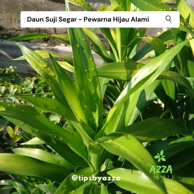 Daun Pandan Segar / Daun Suji Segar / Pewarna Hijau Alami