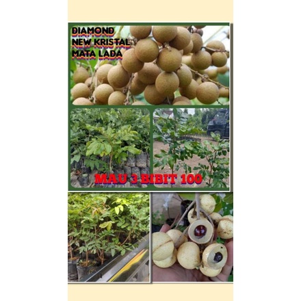 Bibit Kelengkeng isi 3 bibit