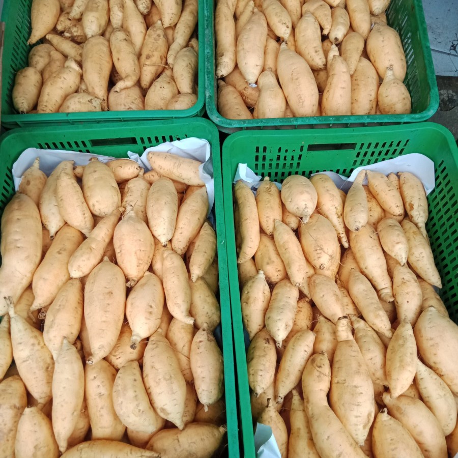 

ubi cilembu madu manis asli