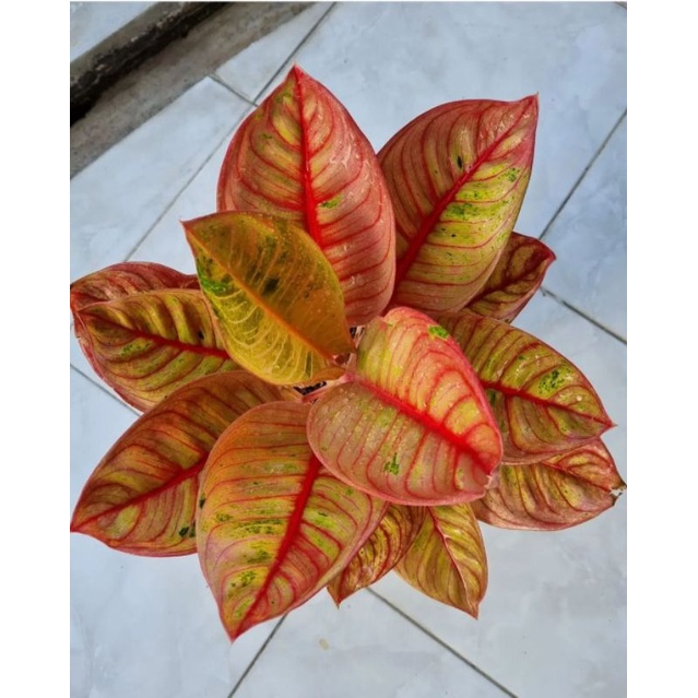 Aglonema Hias Reanita Mutasi / Tanaman Hias Aglonema Aglaonema Reanita Mutasi Murah