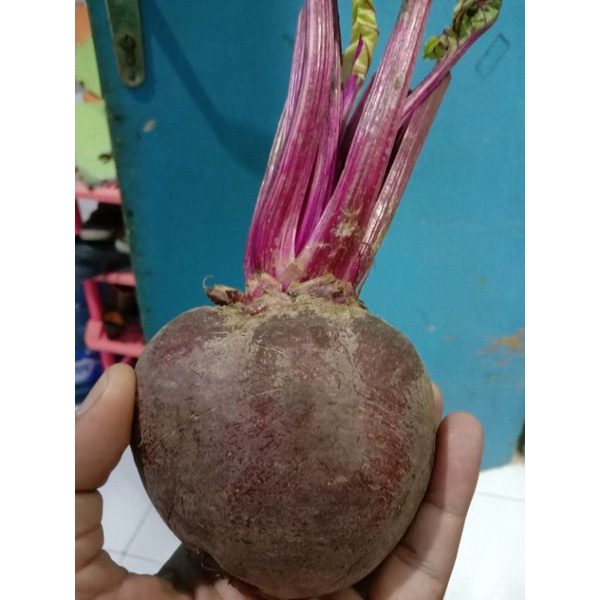 

BUAH BIT MERAH / BEET ROOT FRESH PREMIUM 1kg BATANG BESAR