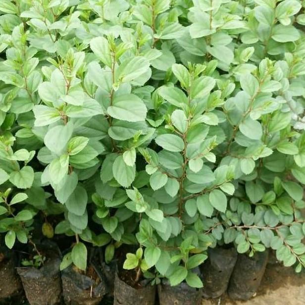 Bibit Tanaman Buah Bidara arab SIDR Bibit Tanaman Buah Anti Jin AA99