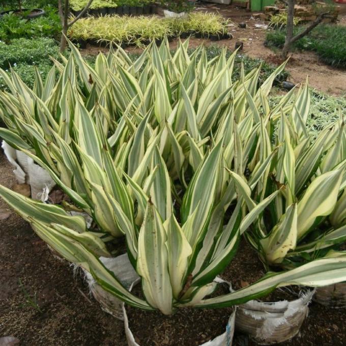 Tanaman Hias Agave Kuning Putih / Furcraea Foetida Gigantea