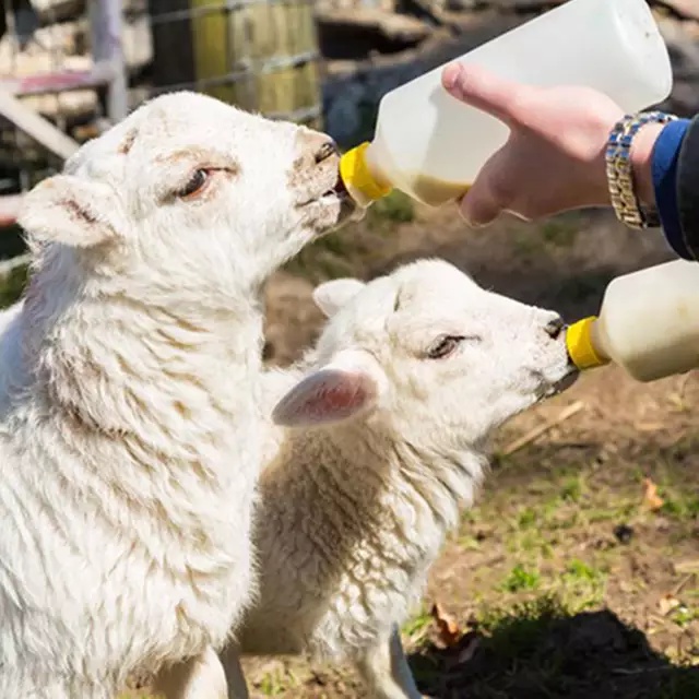 DOT KAMBING CEMPE MERAH KUNING Kambing Domba