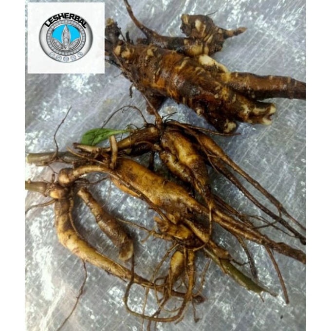 ginseng merah korea asli isi 3 batang