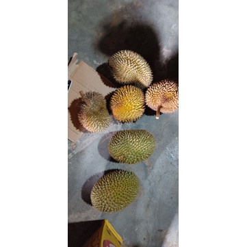 

Durian berurii