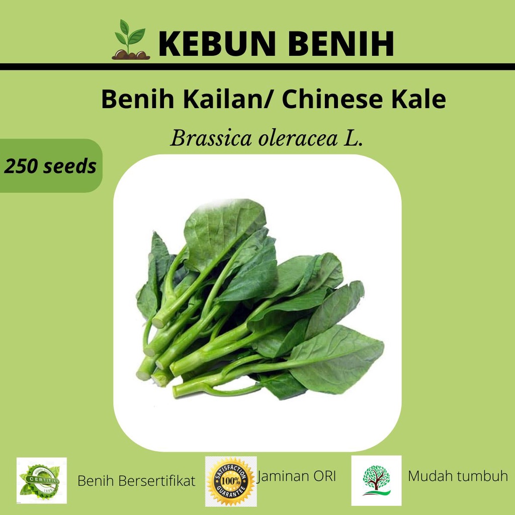 200 Benih Sayur Kailan / Kale Dwarf Blue Scotch Curled Curly Kualitas Unggul