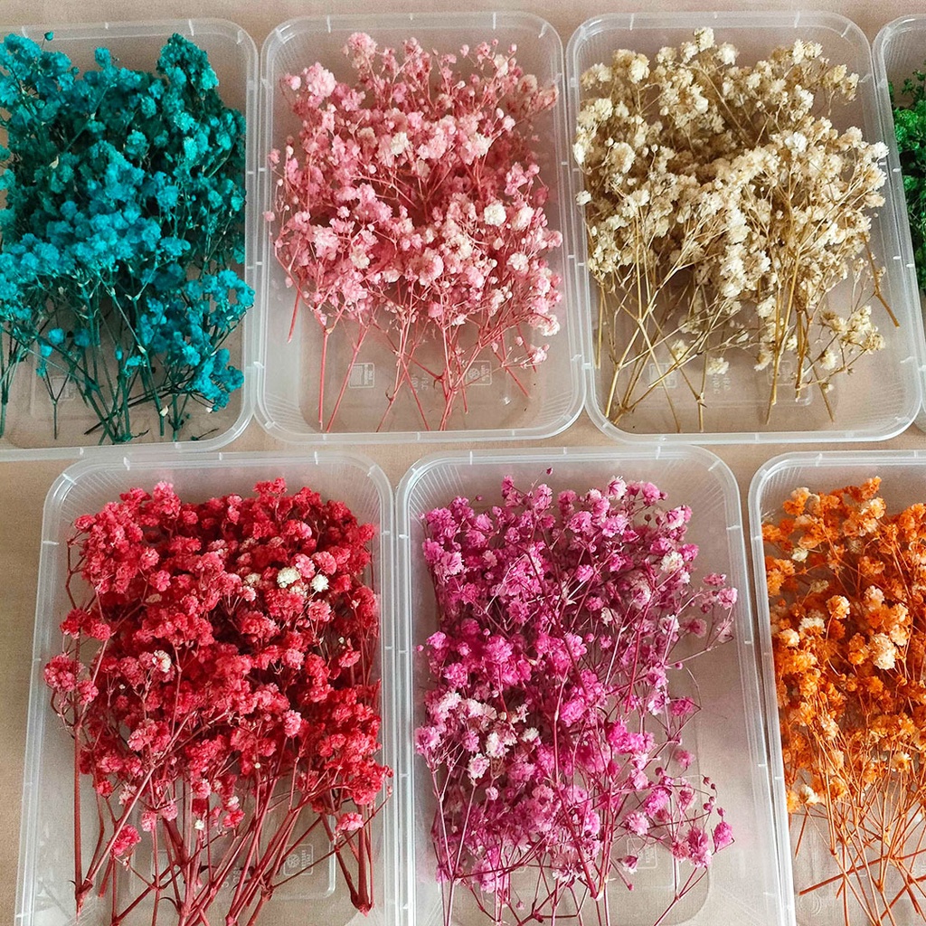 Preserved Real Touch Premium Baby's Breath Gypsophila Box Bunga Kering Asli Hias Dekorasi