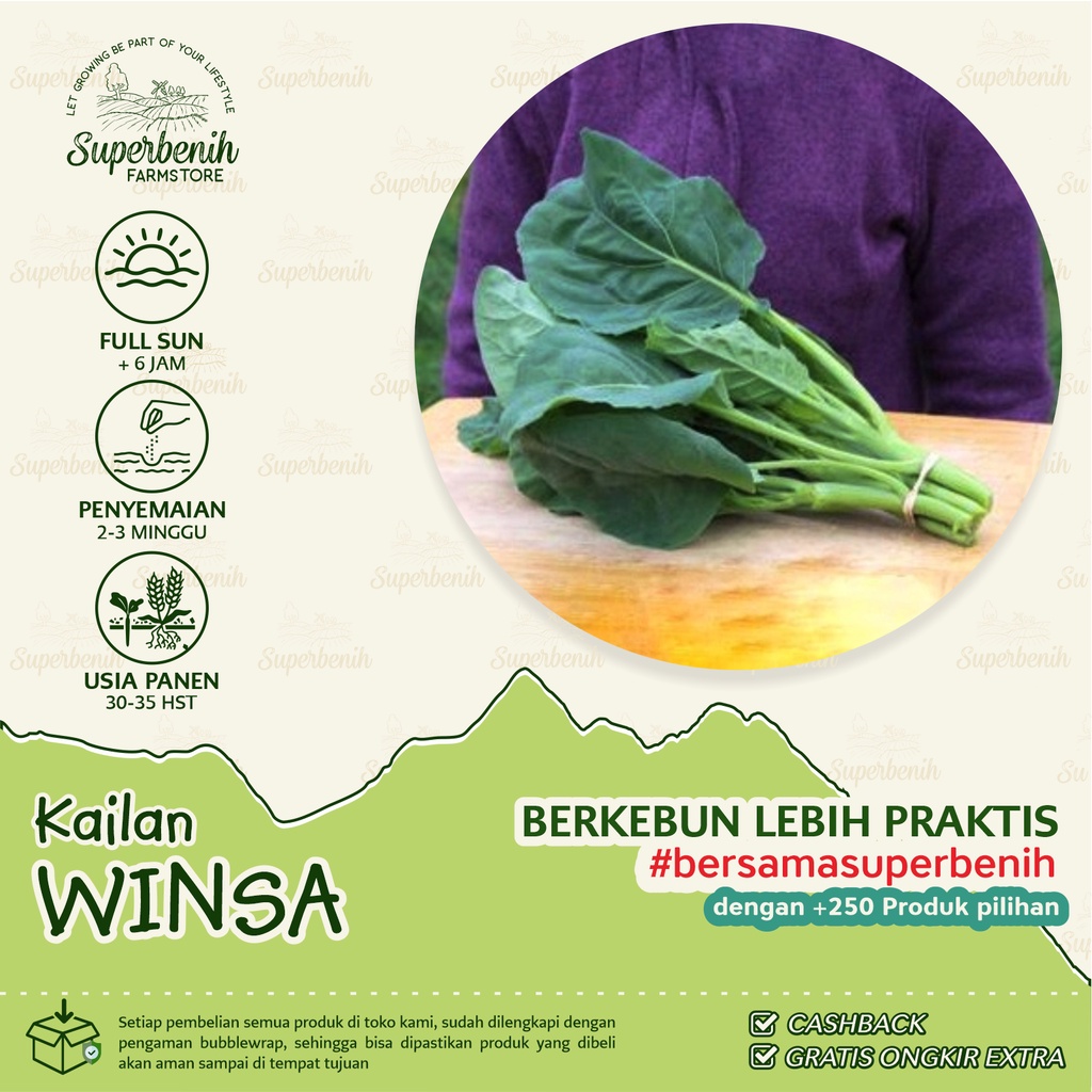 100 biji - Benih Baby Kailan WINSA tidak mudah berbunga