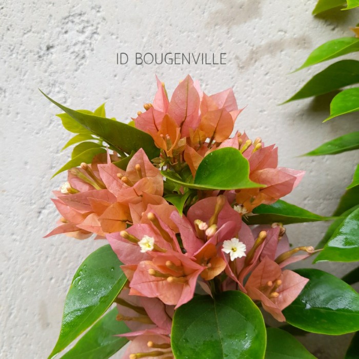 Tanaman hias Bougenville Singapore Peach