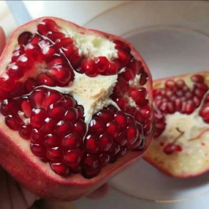 

Bibit Delima Merah Biji Lunak Import