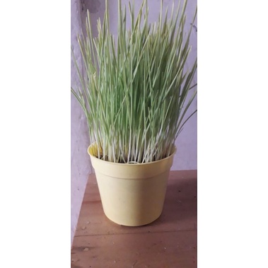 Rumput Gandum / wheatgrass