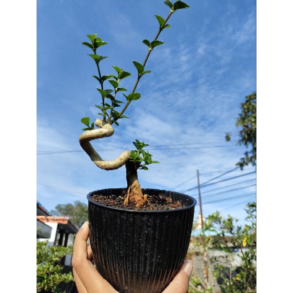 Bahan Bonsai Sancang Mame Murah Bonsai Sancang Unik