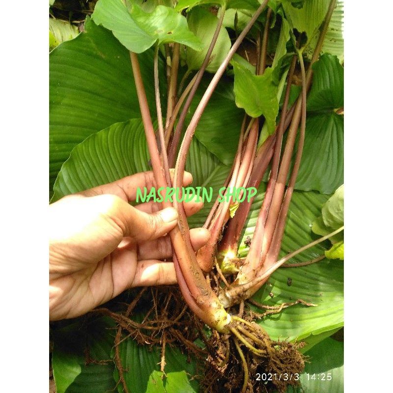

[Fresh] KELADI HAMALOMENA / TANAMAN HIAS CARIANG MERAH
