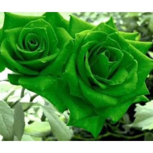₽ ( GreenRose ) Biji Bunga Mawar Hijau Langka ㆈ