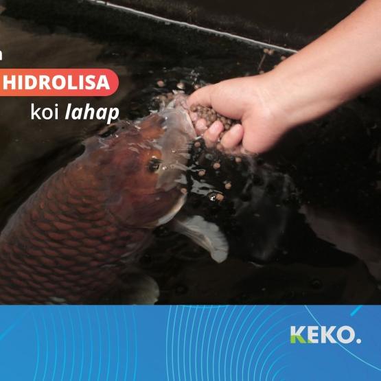 Pakan Koi - WELLGRO Growth 2 Kg (M) - Floating