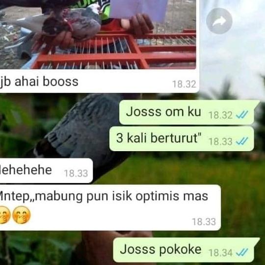 RJB jamu merpati RJB Jamu burung RJB