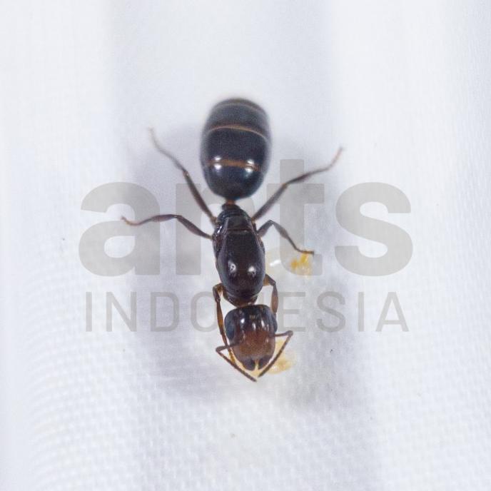 Colobopsis Aruensis - Ant Queen - Ratu Semut