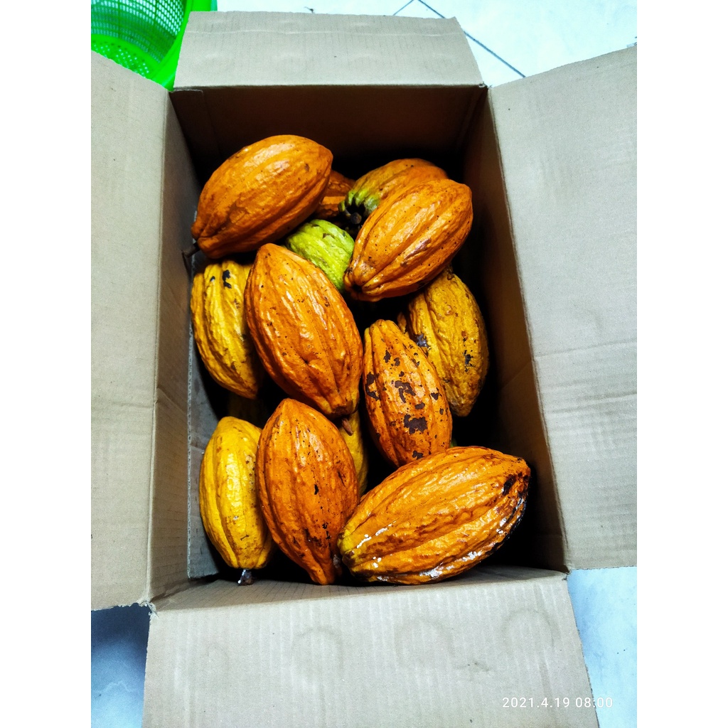 

cocoa fruit buah cokelat organik segar 1kg