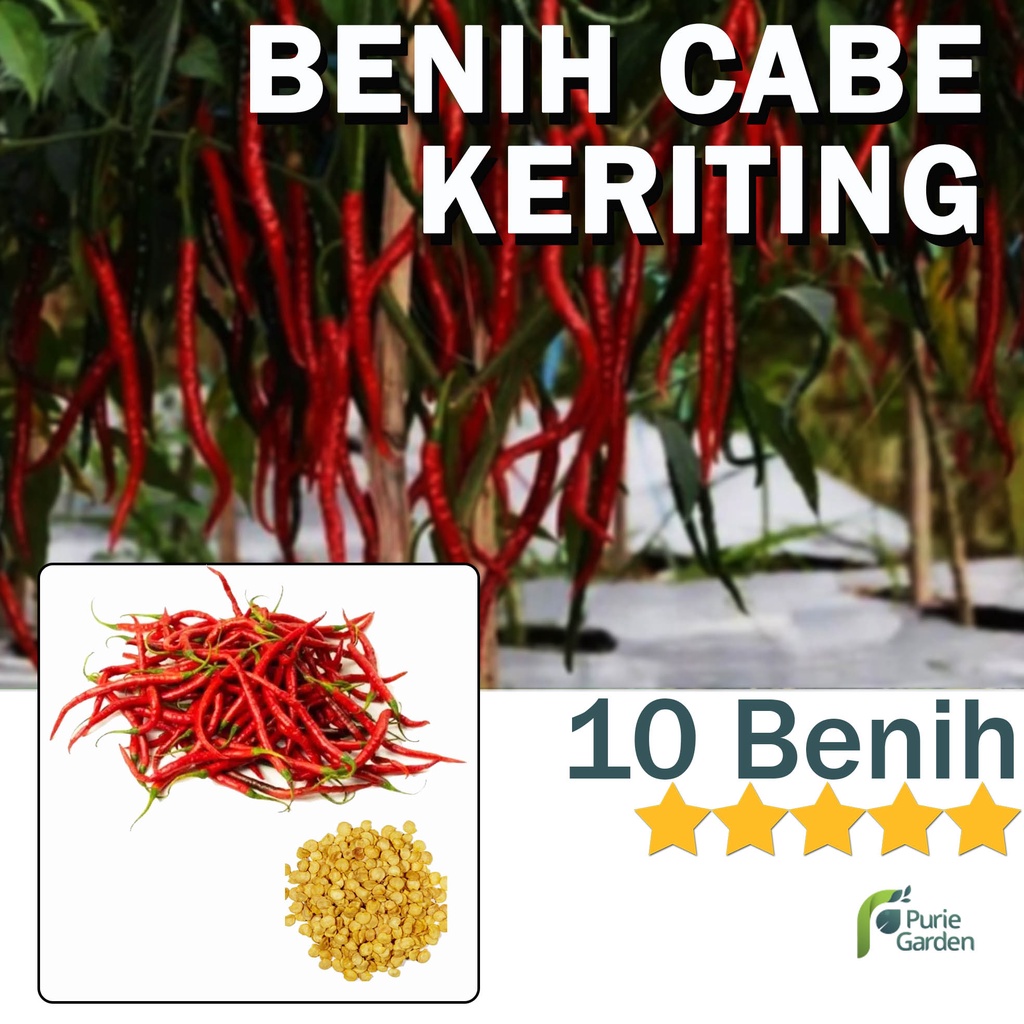 Benih Bibit Cabe Keriting 10 Benih Dua Ribuan PG SBY