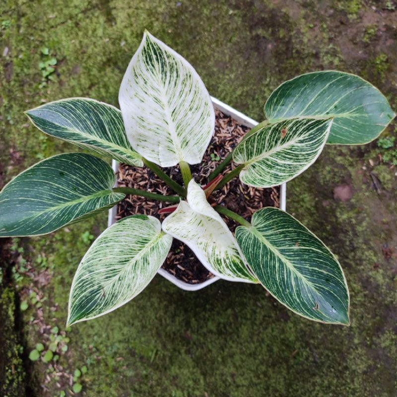 philodendron birkin philo birkin